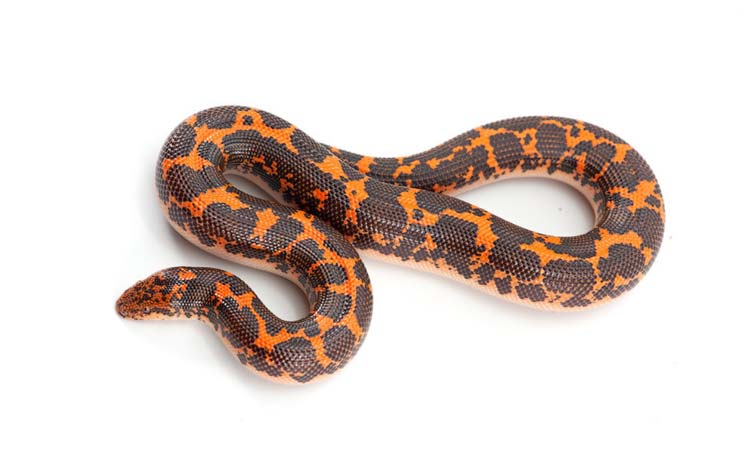 Adult Kenyan sand boa