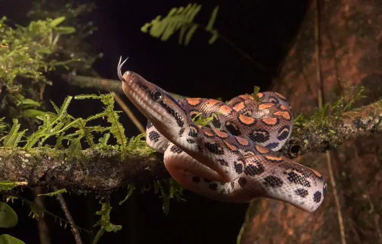 copilul Brazilian Rainbow boa