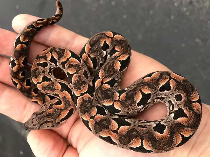 Baby Dumeril Boa