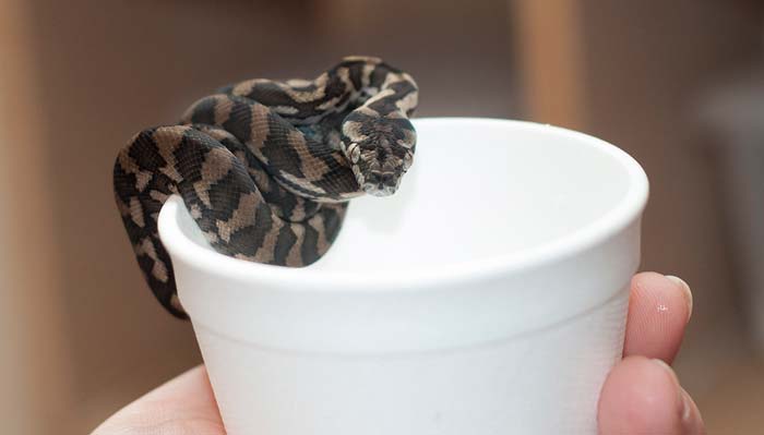 Baby carpet python