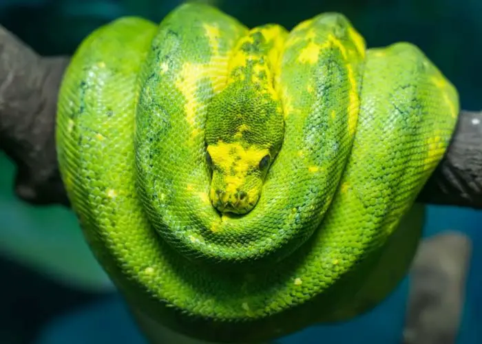 Biak green tree python