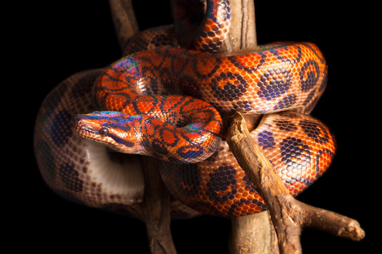 Brazilian rainbow boa