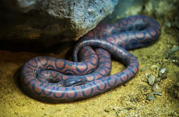 Brasiliano arcobaleno boa prima spargimento