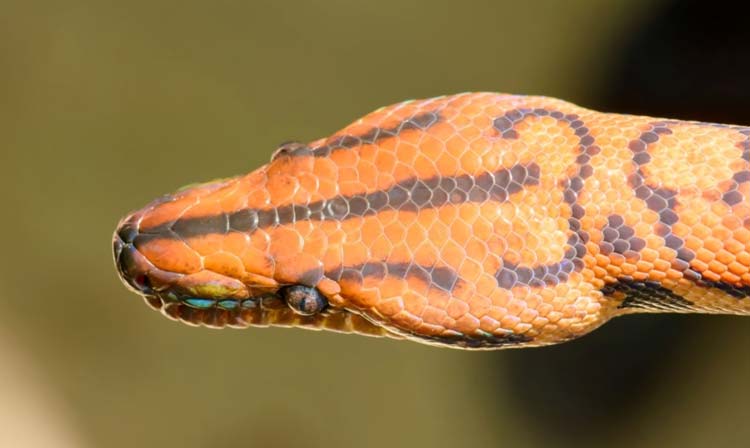 Brazilian rainbow boa head