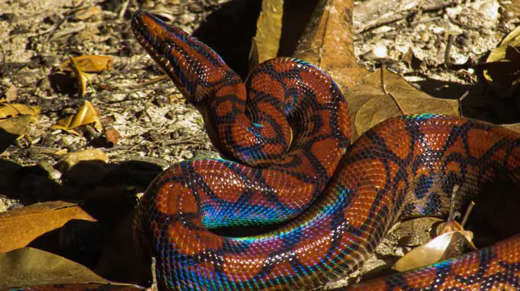 Brazilian rainbow boa in the sun