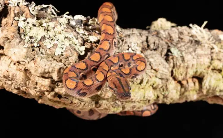 Brazilian rainbow boa pe ramură