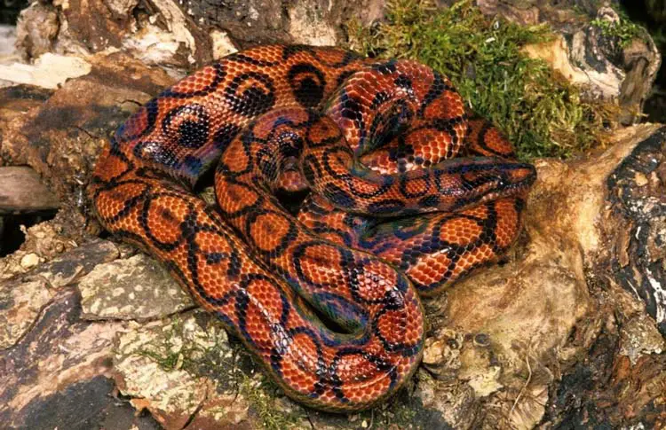 Brazilian rainbow boa on moss