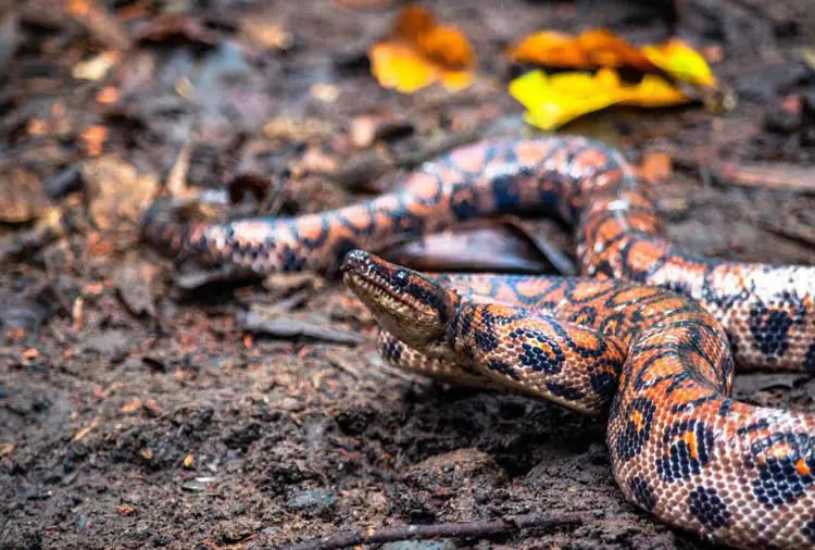 Brazilian rainbow boa on wet substrate