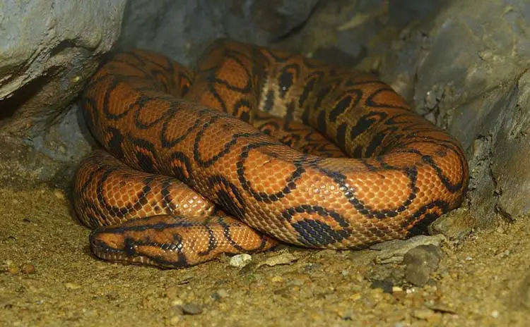 Boa arcoíris brasileña durmiendo en una cueva