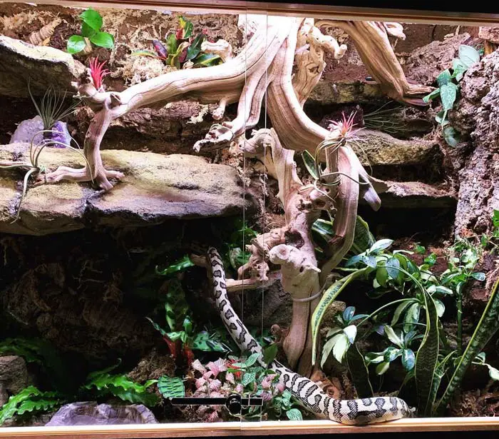 Carpet python in vivarium