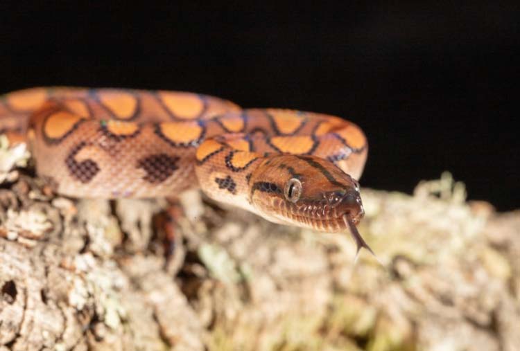 curios Brazilian Rainbow boa