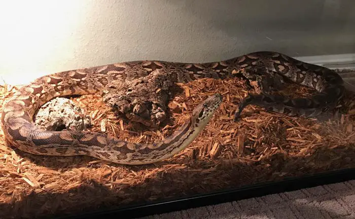 Dumeril's boa in enclosure