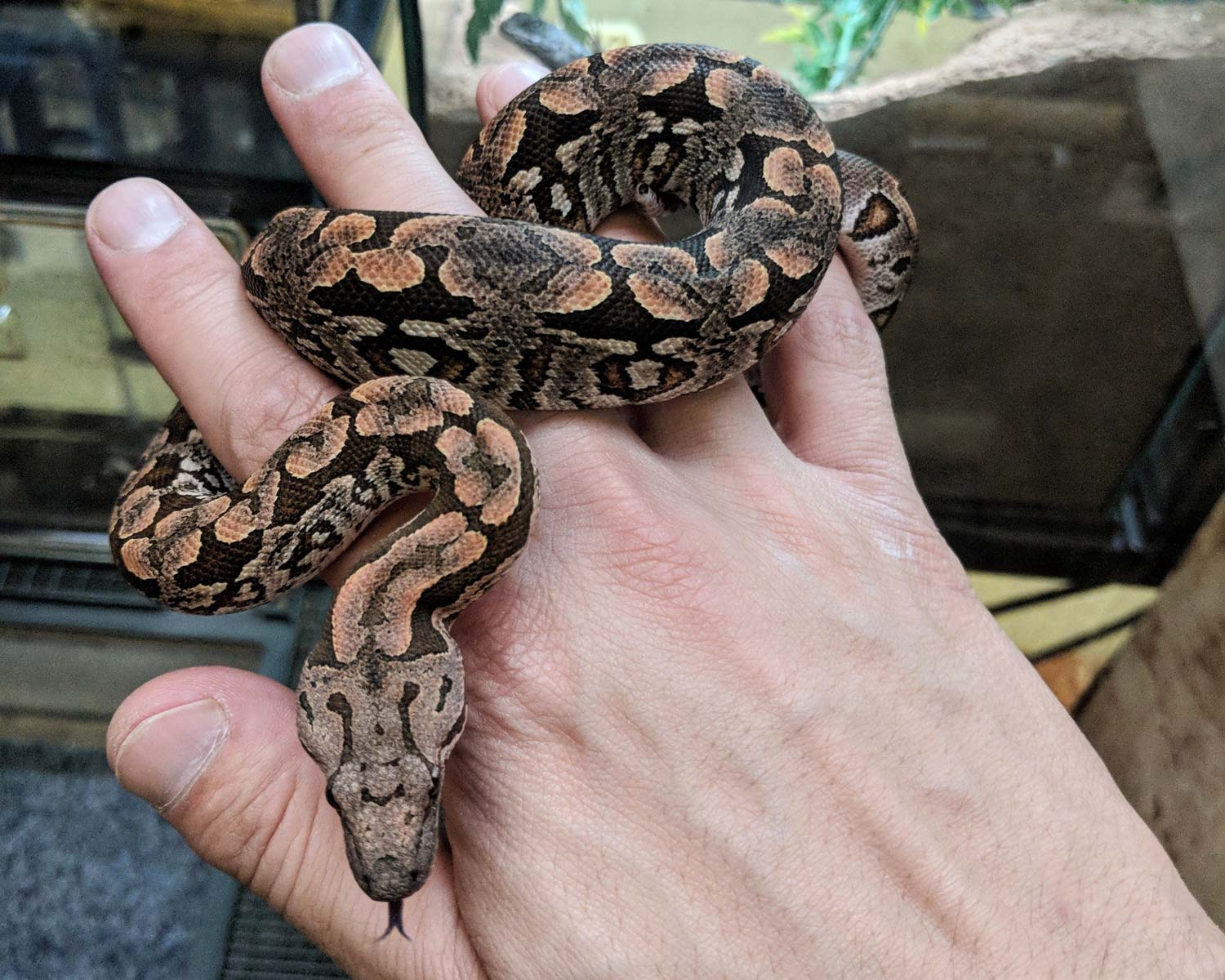 Juvenile Dumeril boa on hand