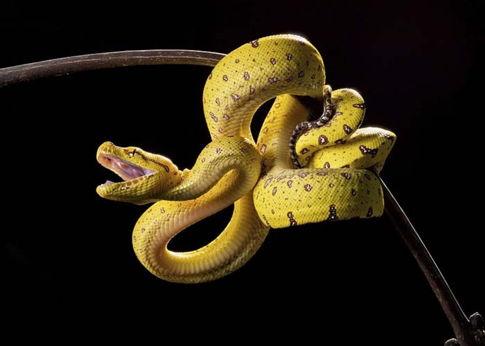 Juvenile green tree python trying to bite