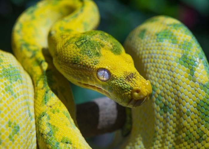 green tree python bite