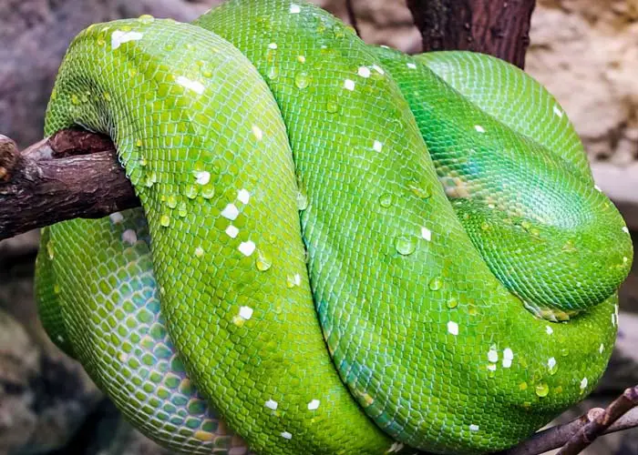 Green tree python coloration