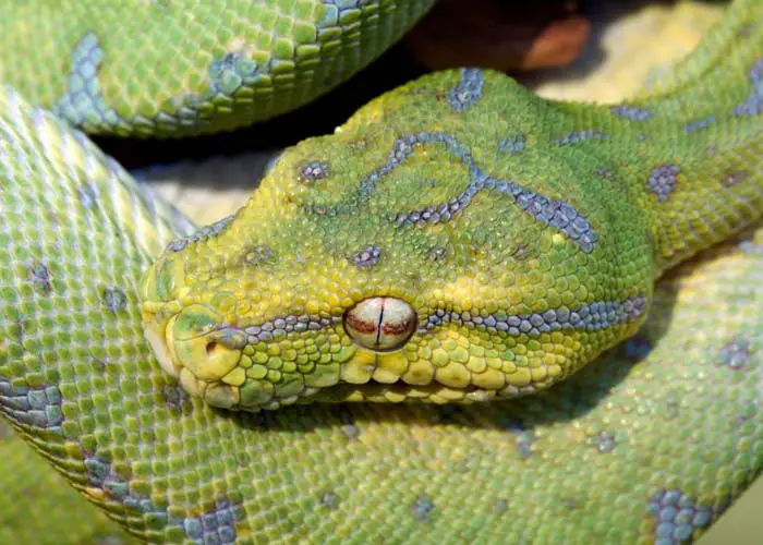Green tree python head and different colors
