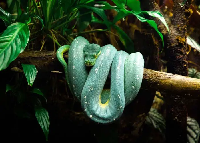 Green tree python in enclosure