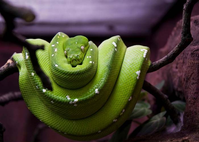 Green tree python in terrarium
