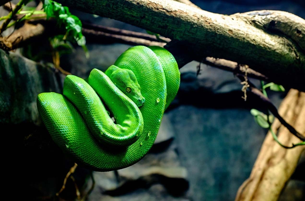 Green tree python