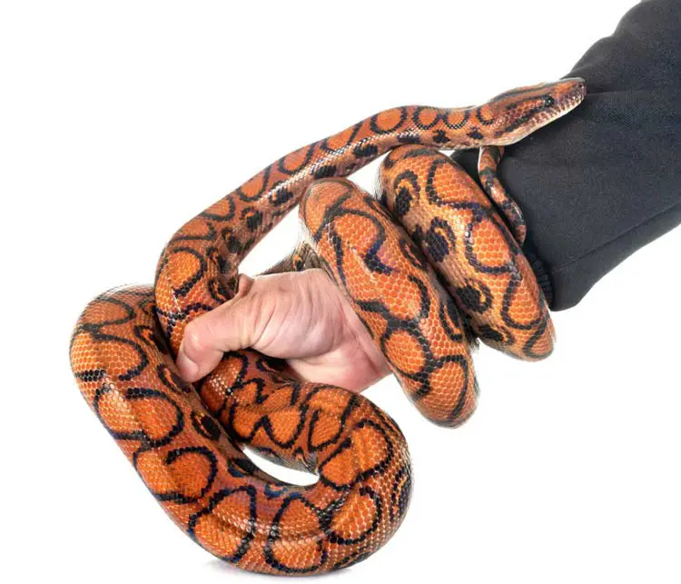 Handling Brazilian rainbow boa