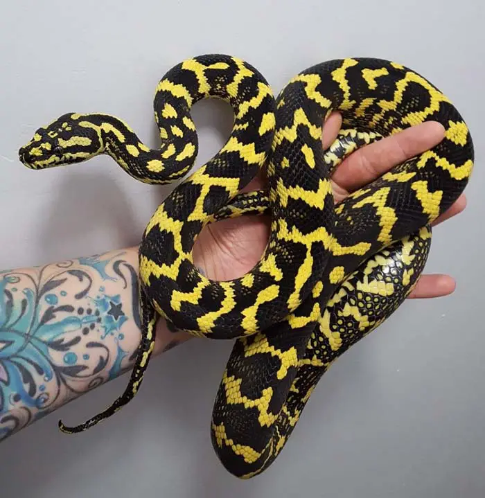 Handling carpet python