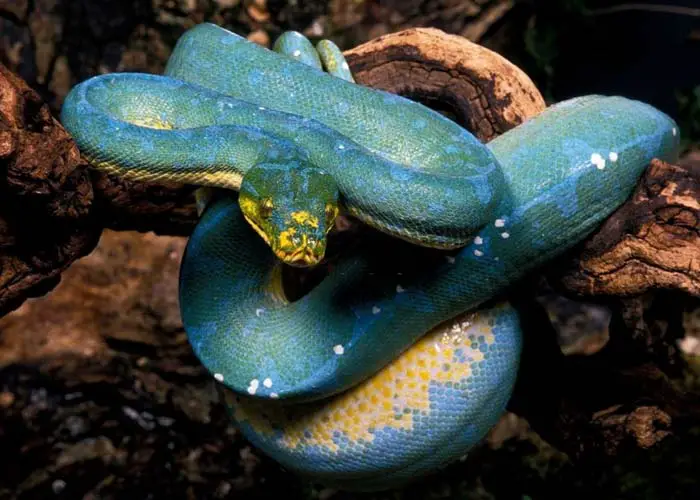 High blue green tree python