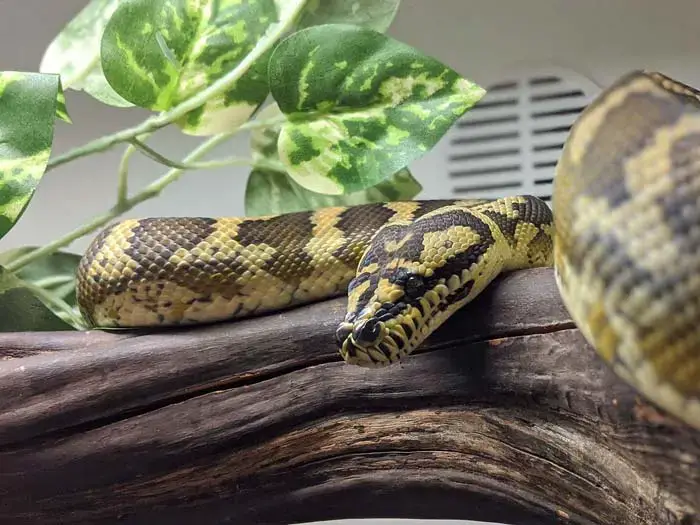 Irian Jaya carpet python