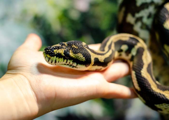 Jungle carpet python on hand