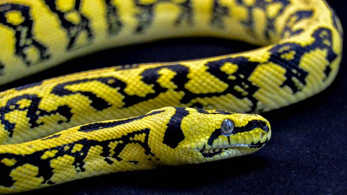 Morelia Spilota Cheynei