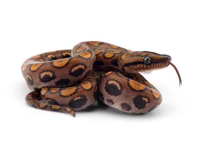 Juvenile Brazilian rainbow boa