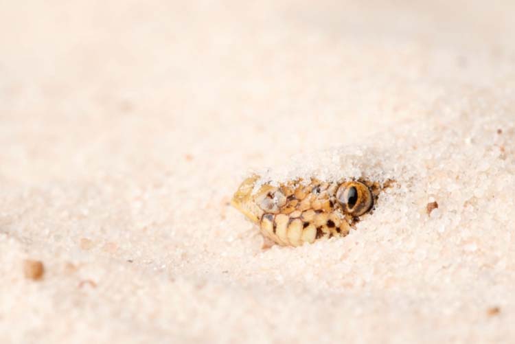 Kenyan sand boa's head burrowed in sand