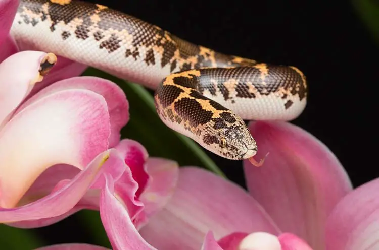 Kenyan sand boa near flower