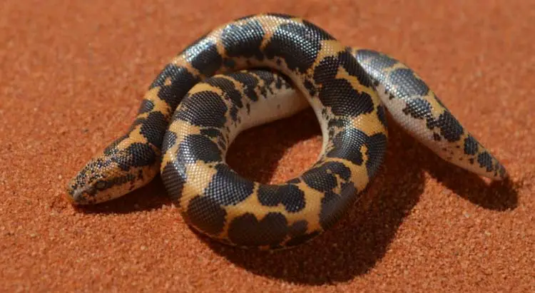 Kenyan sand boa on red sand