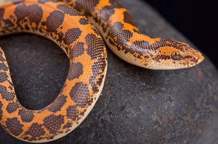 Kenyan sand boa on rock