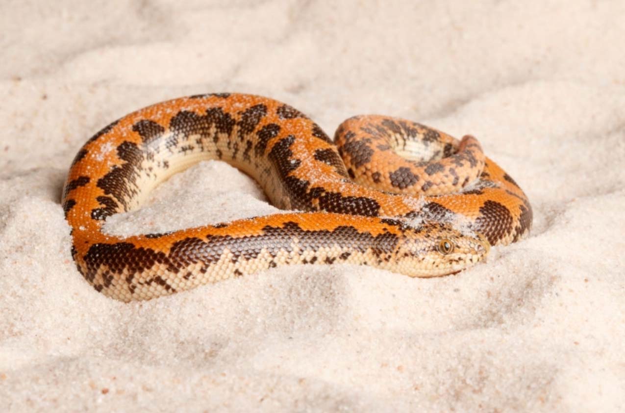 Kenyan sand boa on sand