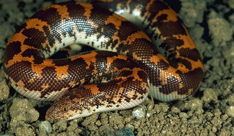 Kenyan sand boa on substrate