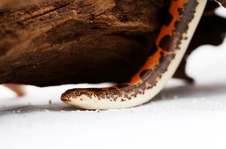 Kenyan sand boa under driftwood