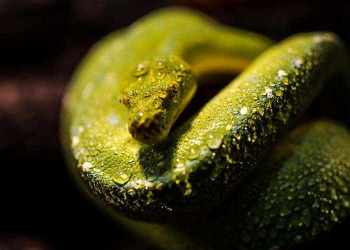 Misted green tree python