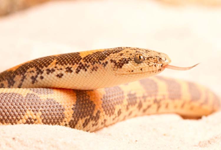 Sand boa in sand