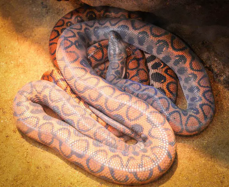 Two Brazilian boas