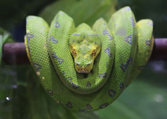 U shape green tree python