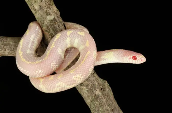 Albino california kingsnake