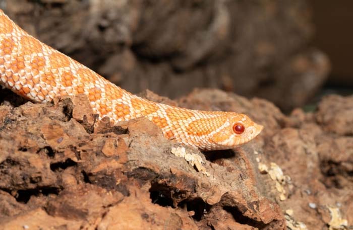 Albino western hognose snake