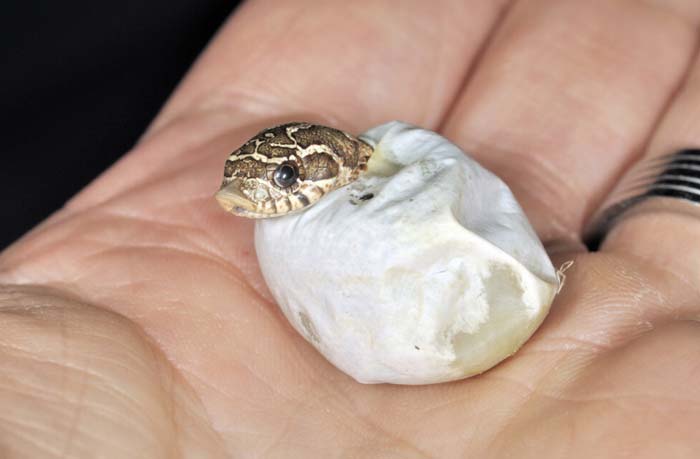 Baby western hognose snake looking from egg