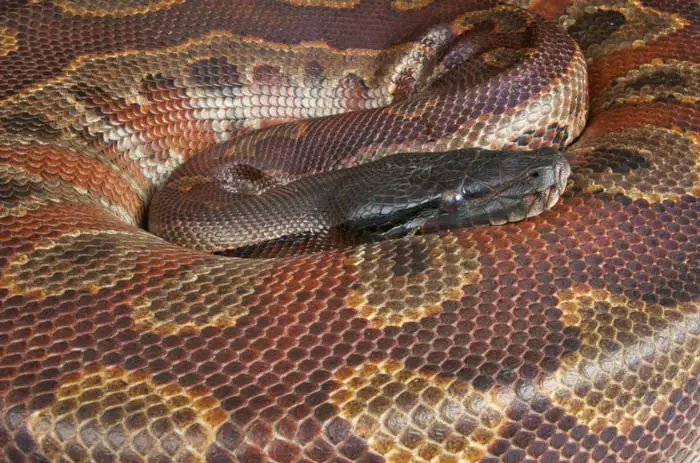 Blood python