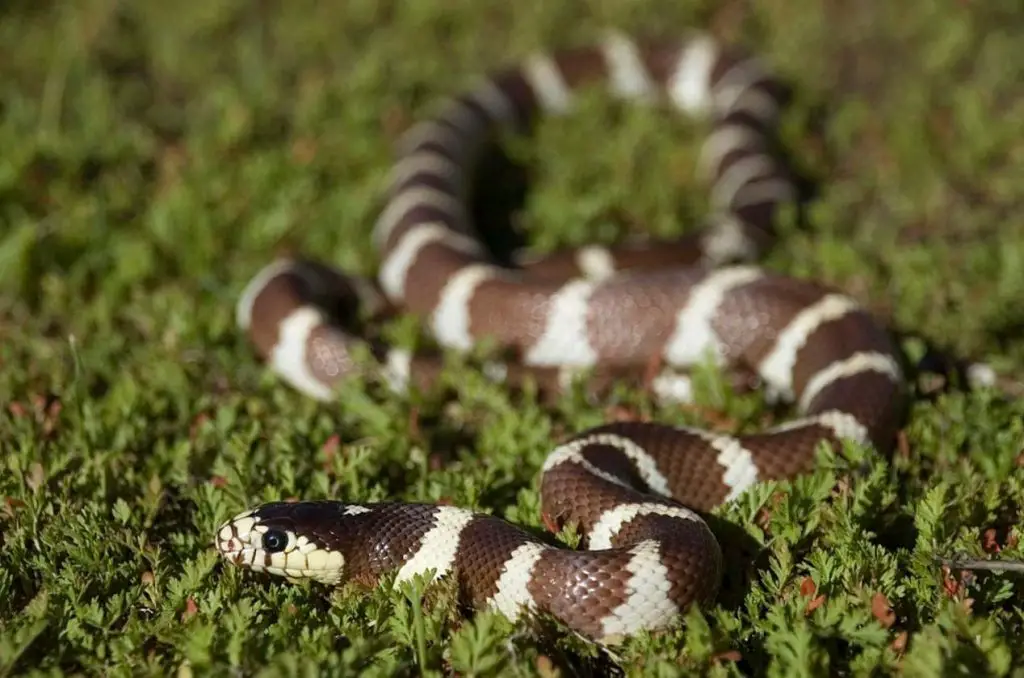 California Kingsnake Care, Appearance, Temperament and Enclosure