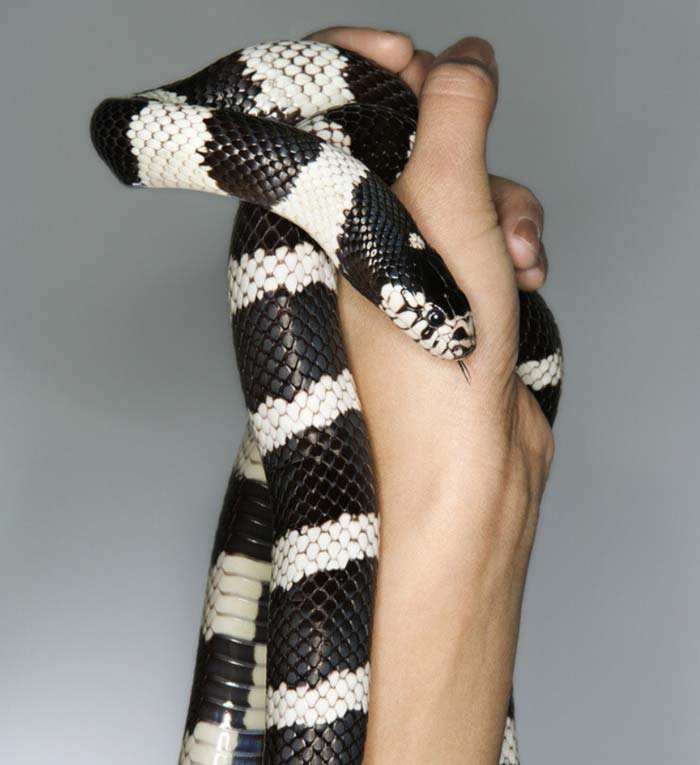 California kingsnake handling