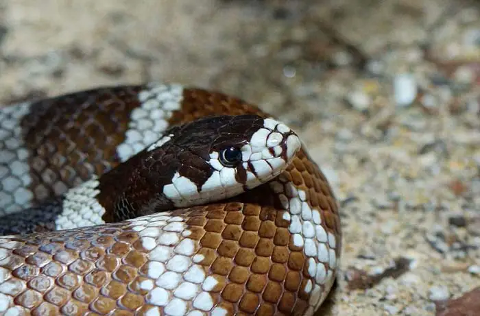 California kingsnake head closeup