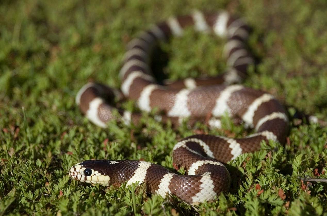 California kingsnake